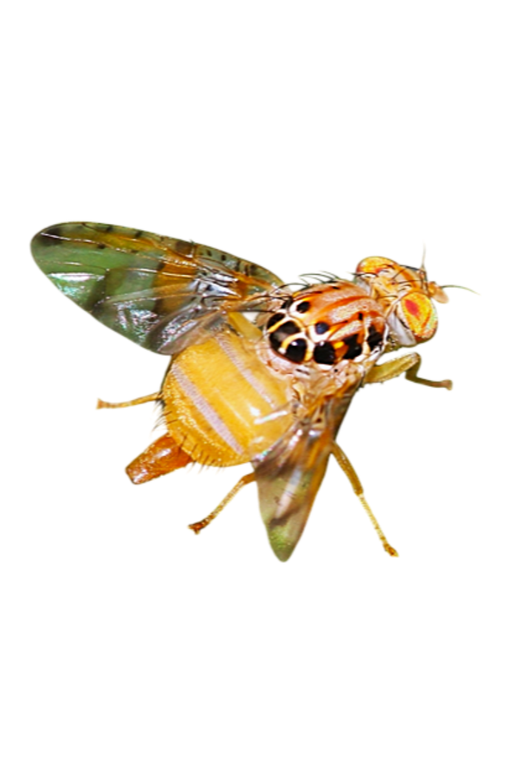 Mosca-da-manga